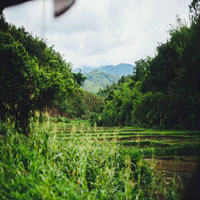 image of a plantation